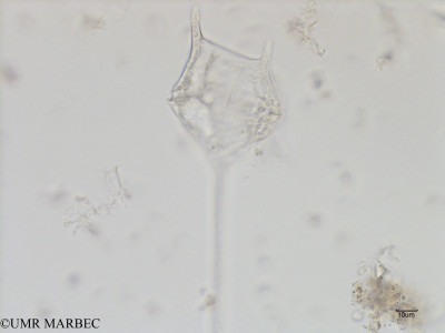 phyto/Bizerte/bizerte_bay/RISCO July 2016/Tripos pentagonus (Baie_T1A-tripos lequel-0).tif(copy)_thumb.jpg